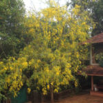 Golden Shower tree in full bloom