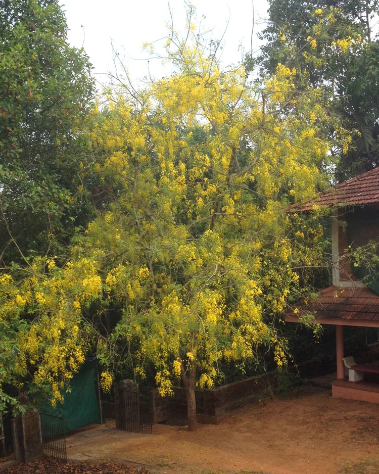 Kani Konna - Golden Shower - in full bloom. 